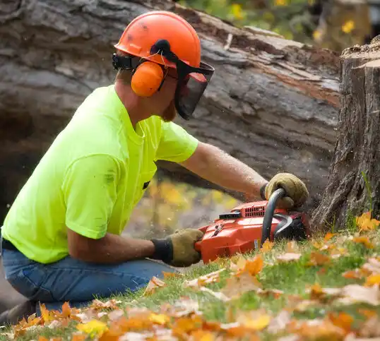 tree services Seneca Gardens